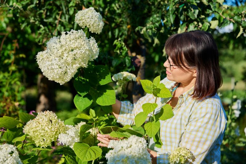 Hydrangea Planting