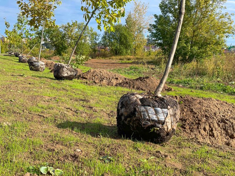Privacy Trees Planting