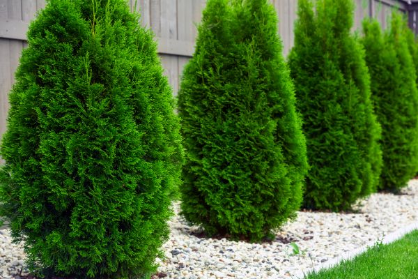Arborvitae Planting in Brunswick