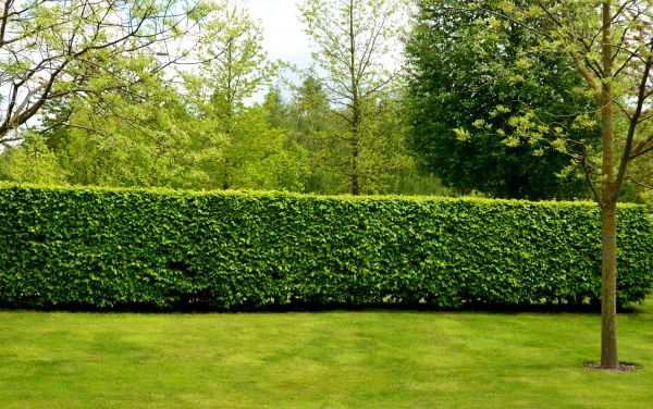 Hedge Planting in Brunswick