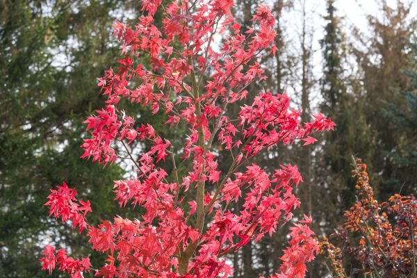Japanese Maple Planting in Brunswick