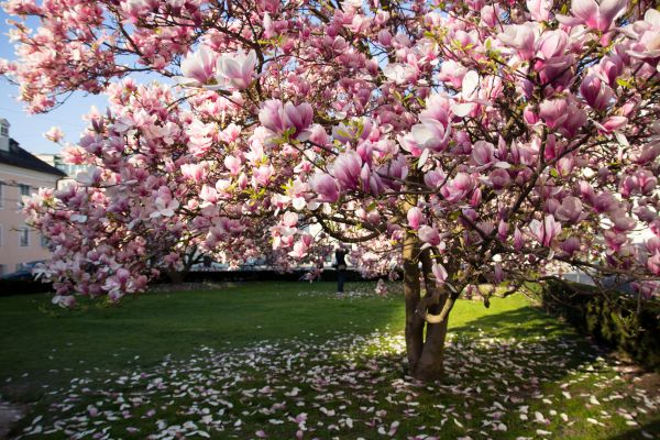 Magnolia Tree Planting in Brunswick