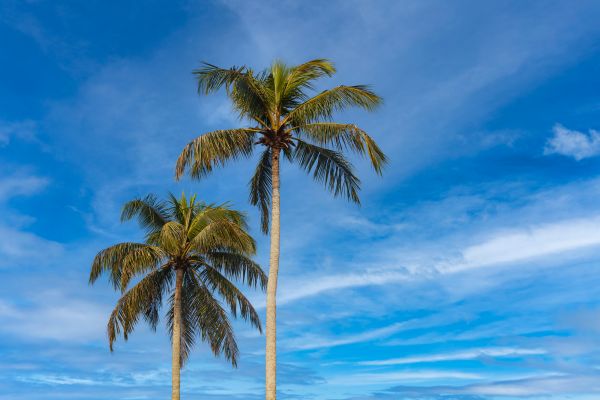 Palm Tree Planting in Brunswick