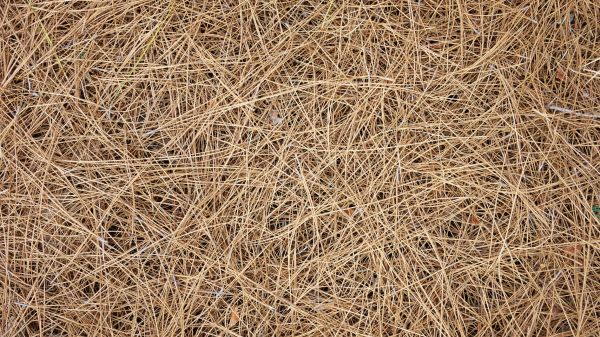 Pine Needles Delivery in Brunswick