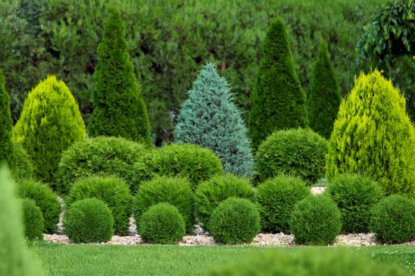 Shrub Installation in Brunswick