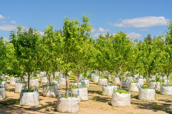 Tree Planting Service in Brunswick