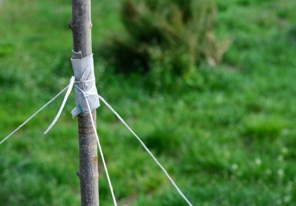 Tree Staking Service in Brunswick
