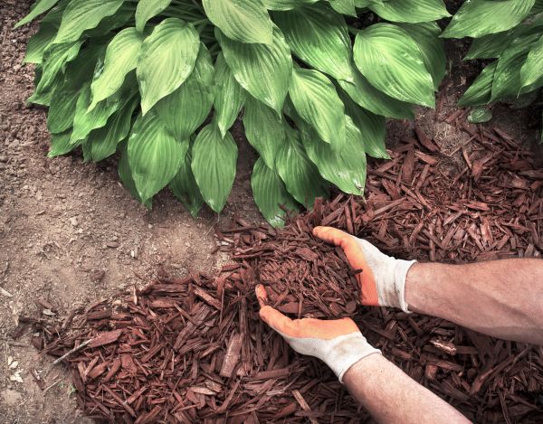 Shredded Mulch Service in Brunswick
