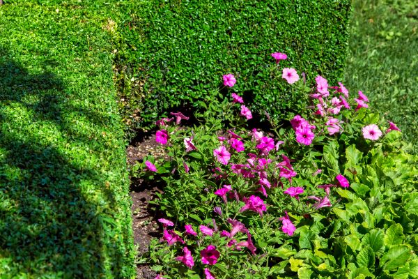 Softscaping Service in Brunswick