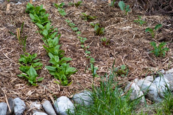 Mulch Service in Brunswick