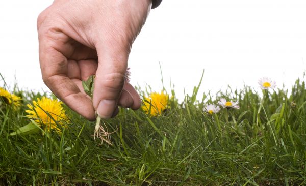 Lawn Weeding in Brunswick