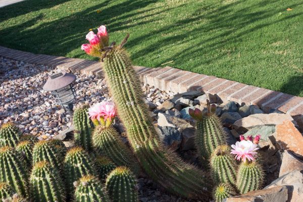 Desert Landscaping in Brunswick