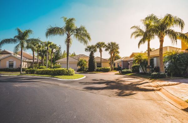 Palm Tree Landscaping in Brunswick