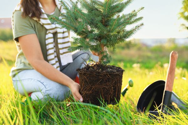 Spruce Tree Planting in Brunswick