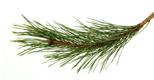 Pine Needles Installation in Brunswick
