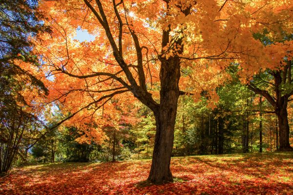 Maple Tree Planting in Brunswick