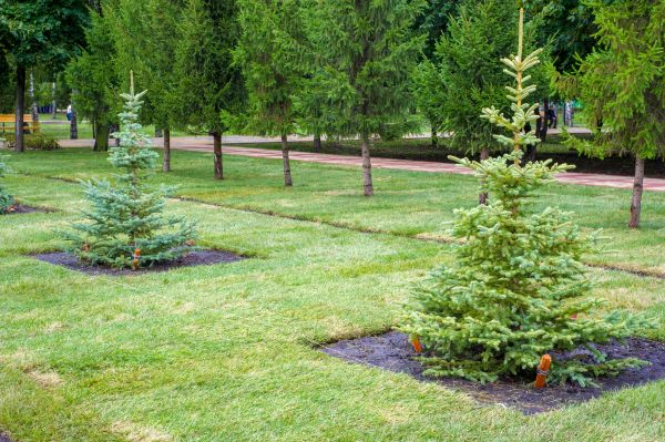 Privacy Trees Planting in Brunswick