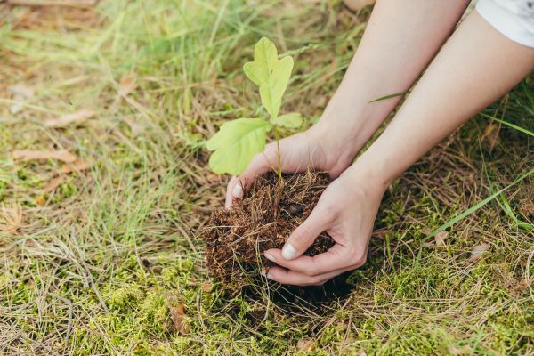 Oak Tree Planting in Brunswick