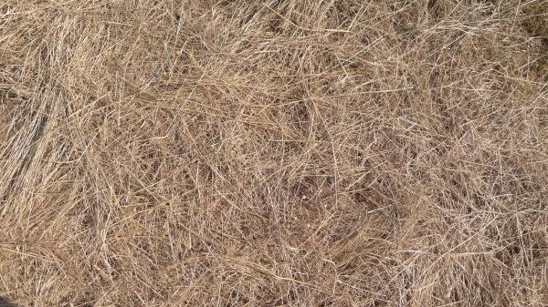 Pine Straw Replacement in Brunswick