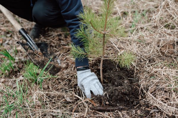 Pine Tree Planting in Brunswick