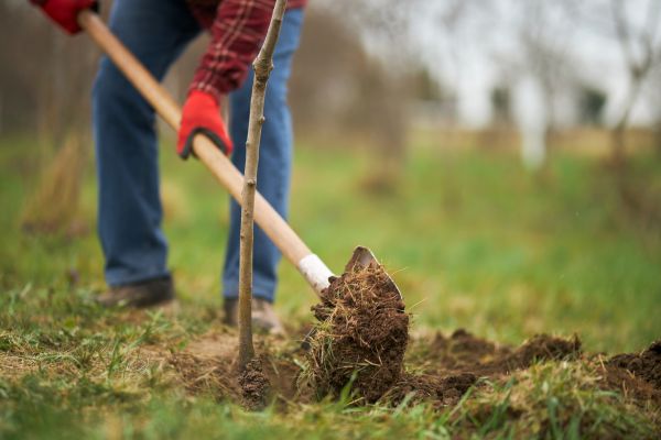 Trees Planting in Brunswick