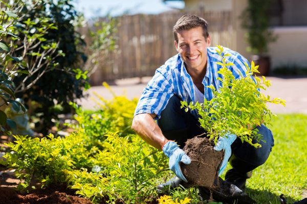 Shrub Landscaping in Brunswick