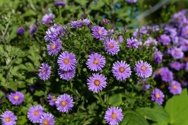Perennial Flower Planting in Brunswick
