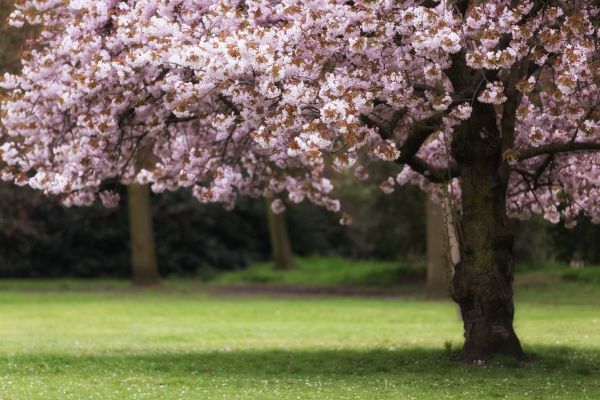 Cherry Tree Planting in Brunswick