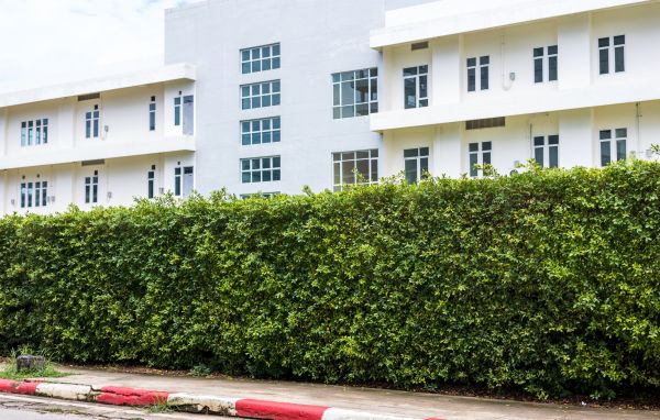 Privacy Landscaping in Brunswick