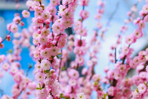 Japanese Cherry Tree Planting in Brunswick