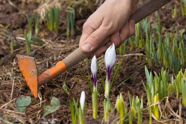Flower Garden Weeding in Brunswick