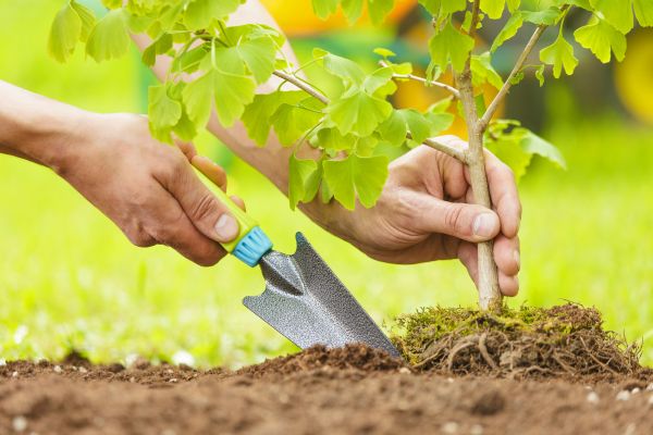Fruit Tree Planting in Brunswick