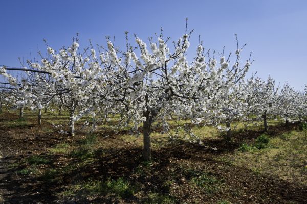 Orchard Planting in Brunswick