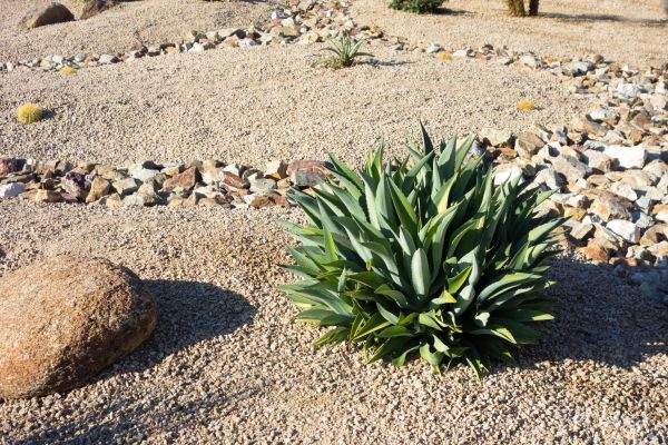 Xeriscaping Service in Brunswick