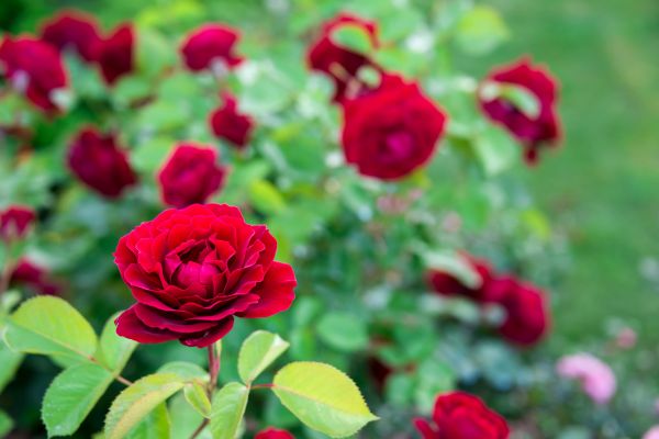 Rose Planting in Brunswick