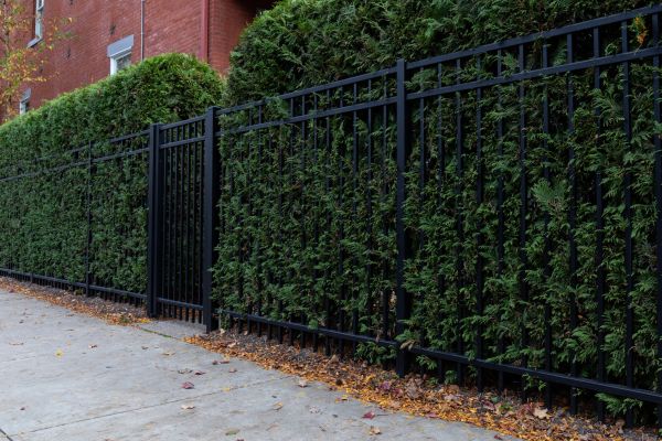 Privacy Hedge Installation in Brunswick