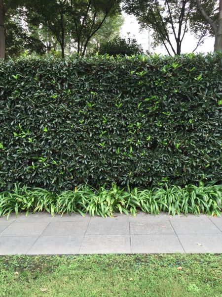 Privacy Shrub Planting in Brunswick