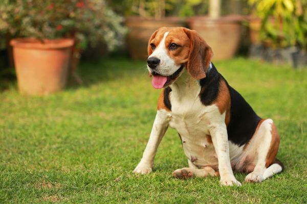 Dog Friendly Landscaping in Brunswick