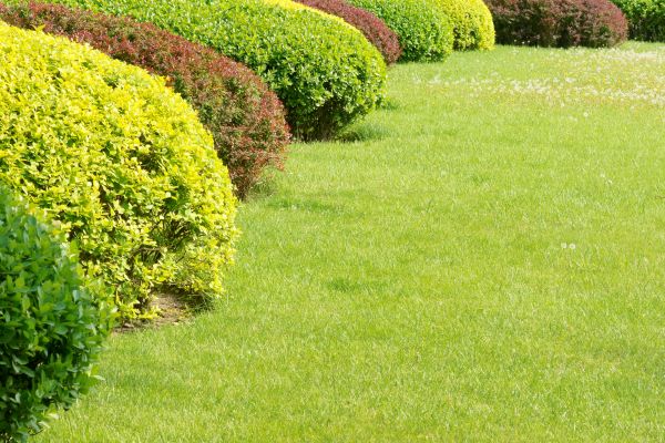 Shrubbery Planting in Brunswick