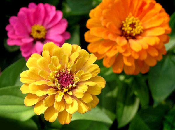 Zinnia Planting in Brunswick