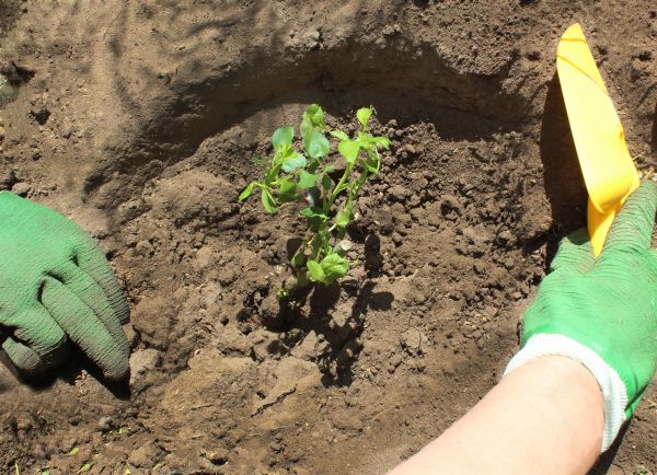 Rose Bush Planting in Brunswick