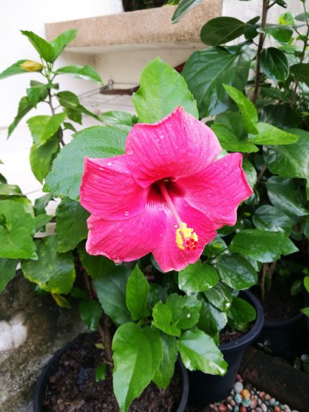 Hibiscus Planting in Brunswick