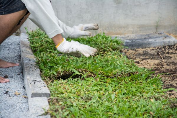 Ground Cover Planting in Brunswick