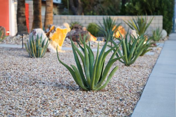 Drought Resistant Landscaping in Brunswick