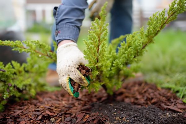 Church Mulching in Brunswick