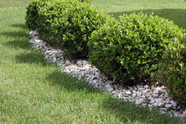Boxwood Planting in Brunswick