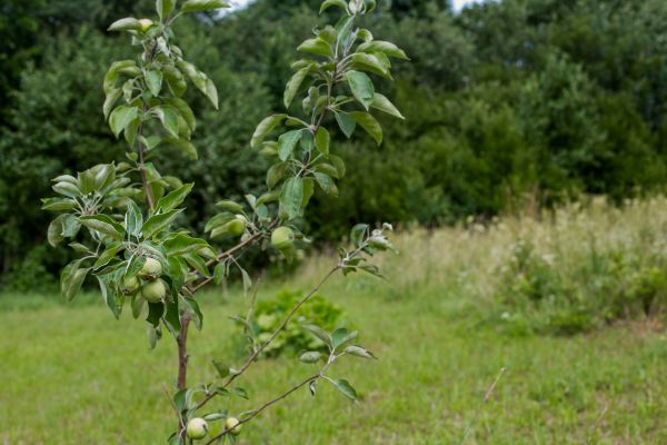 Apple Tree Planting in Brunswick