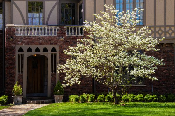 Dogwood Tree Planting in Brunswick
